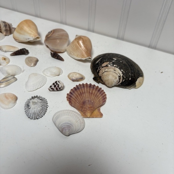 Seashells Lot Of 33 Pieces Small Shells Clam Scallop Snail Conch NO Sand Dollars - Picture 4 of 5